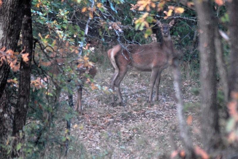 PASSIONE PER IL CERVO